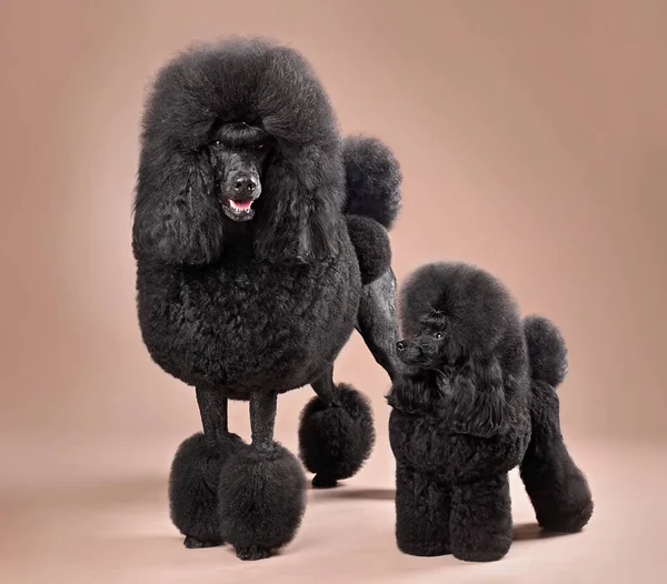 站在彩色背景上的有趣的大型玩具黑色狮子狗 图库图片