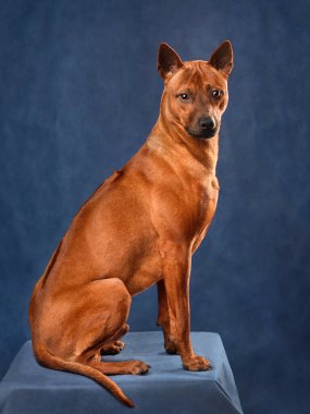 Güzel kırmızı Tayland sırt köpeği mavi arka planda oturuyor.