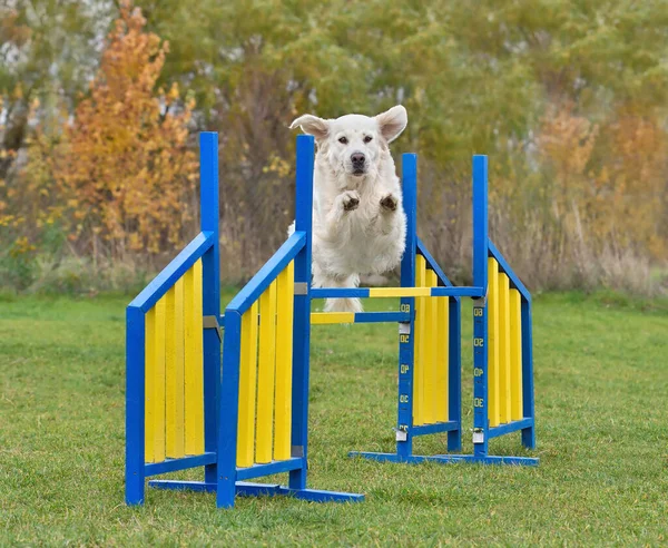 ゴールデンレトリバー犬は敏捷性トレーニングのハードルを飛び越える — ストック写真