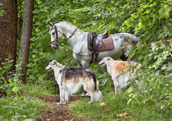 Hermosos Perros Lobo Ruso Con Gris Orlov Trotter Pie Bosque —  Fotos de Stock