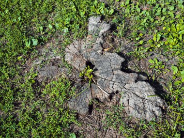 Düşük kütük ve yukarıdan manzaralı çimen