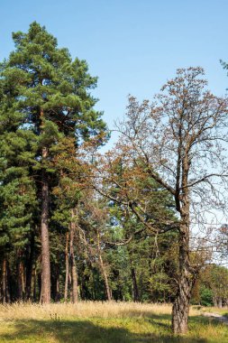 Ağaçlı yaz manzarası