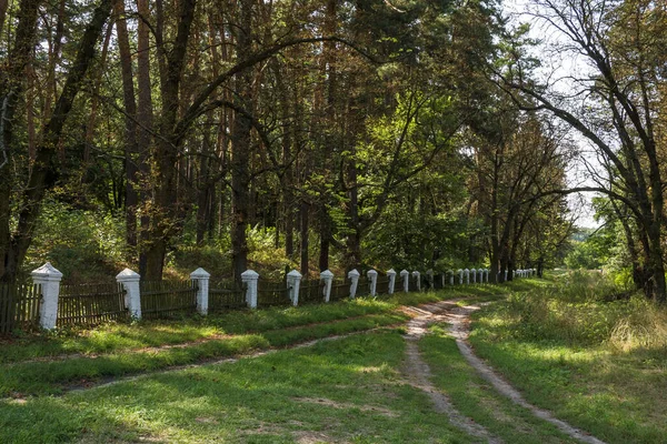 Toprak Yol Çitlerle Kaplı Kır Manzarası — Stok fotoğraf