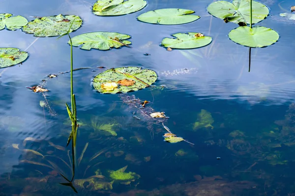 Paisaje Con Plantas Acuáticas Superficie Agua —  Fotos de Stock