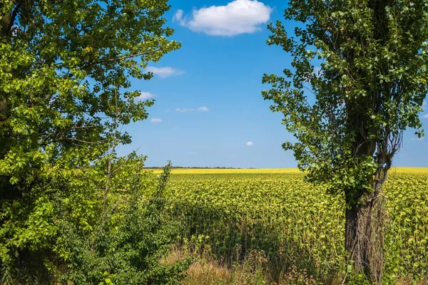 Krajina Zralým Slunečnicovým Polem Stromy Popředí — Stock fotografie