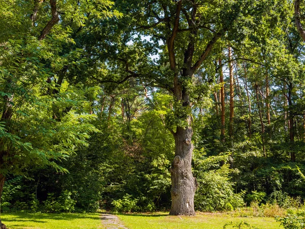 Paisagem Natureza Com Carvalho Velho Parque — Fotografia de Stock