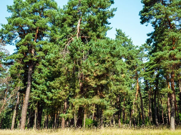 Lesní Krajina Borovicemi — Stock fotografie