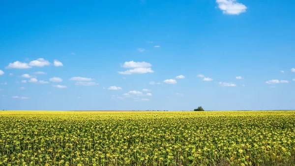 Landschap Met Het Rijpe Zonnebloemplantageveld — Stockfoto