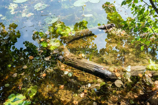 Fondo Abstracto Las Plantas Superficie Del Agua — Foto de Stock