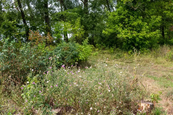 Journée Été Paysage Naturel Avec Arbres Herbe — Photo