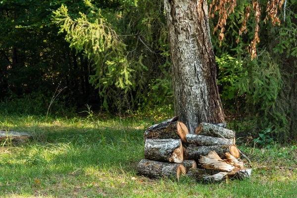 Glade Ένα Δέντρο Και Ένα Μικρό Σωρό Από Καυσόξυλα — Φωτογραφία Αρχείου