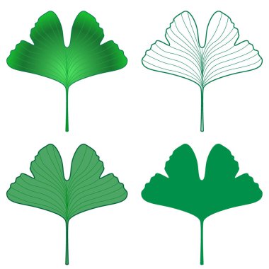 Ginkgo biloba Taze yeşil yaprak çizim seti