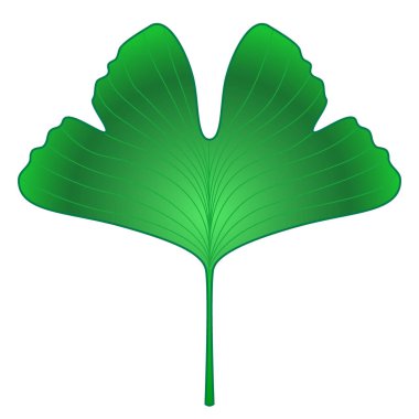 Ginkgo biloba taze yeşil yaprak çizimi