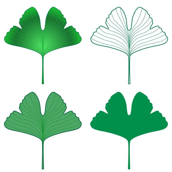 Ginkgo Biloba Frisches Grünes Blatt Illustrationsset — Stockvektor