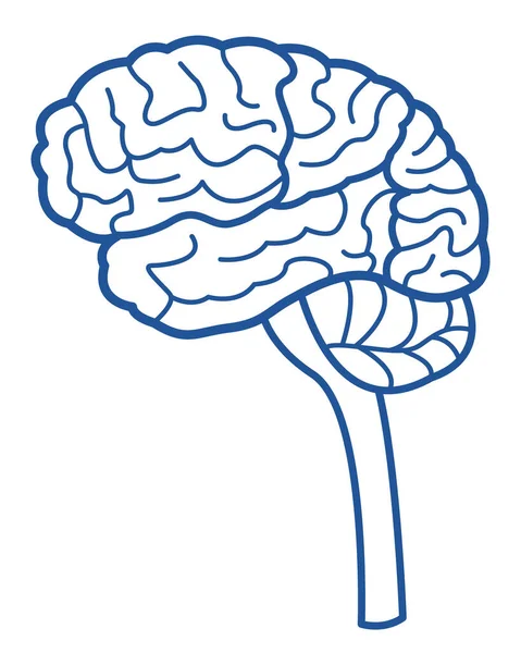 Human Brain Side View Contour Illustration — Vetor de Stock