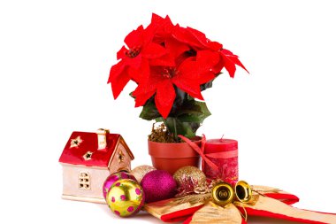 Holly berry çiçek ve Noel dekorasyon