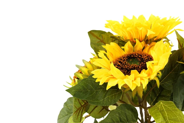 Girasoles — Foto de Stock