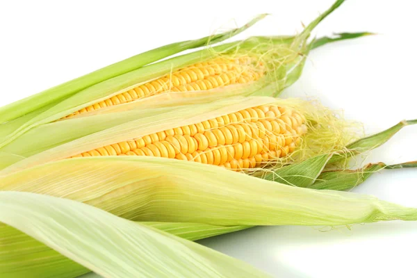 Corn cobs — Stock Photo, Image