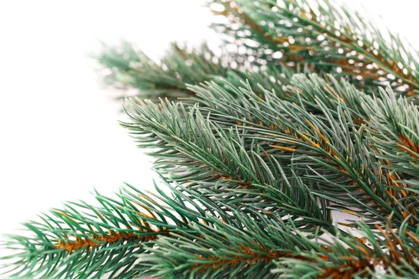 Rama del árbol de Navidad — Foto de Stock