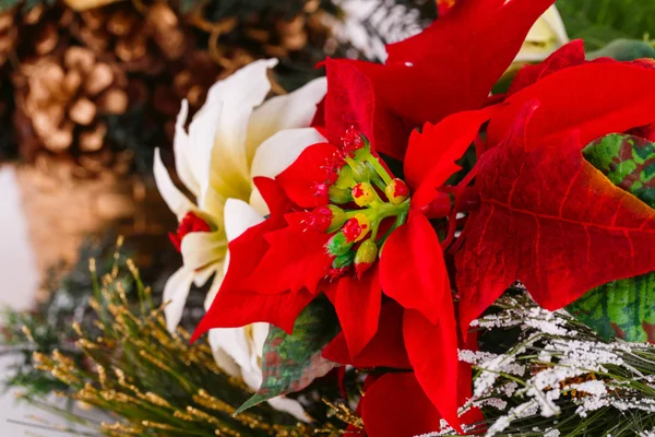 Holly berry flowers — Stock Photo, Image