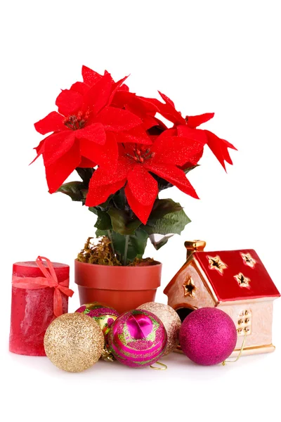 Fiori di bacca di agrifoglio e decorazione di Natale — Foto Stock