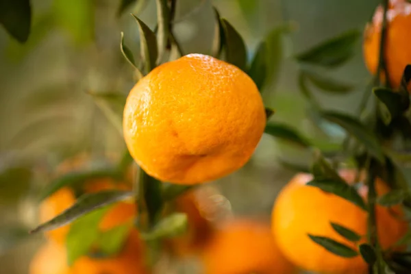 Tangerine Boom Met Rijp Fruit Herfsttuin — Stockfoto
