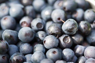 bilberry