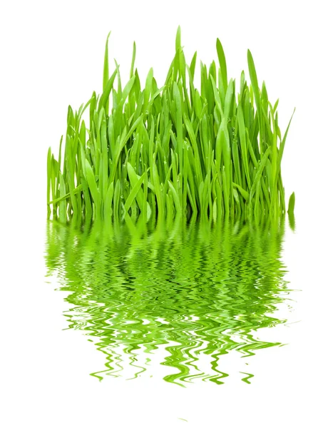 Græs og refleksion - Stock-foto