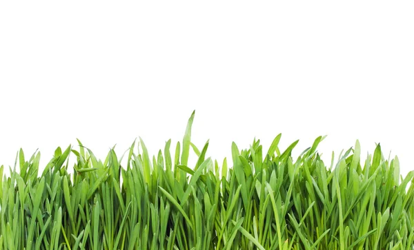 Grass — Stock Photo, Image