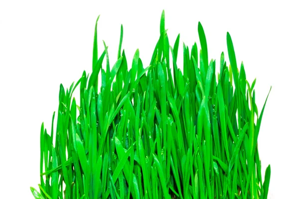 Green grass — Stock Photo, Image