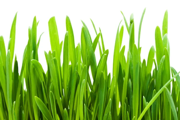 Gras — Stockfoto