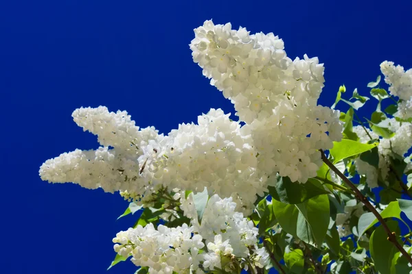 Flores — Foto de Stock