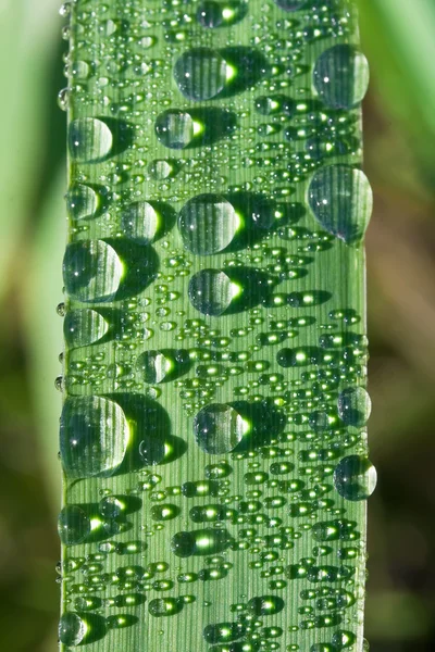 Visão de perto do orvalho gotas de água em uma planta — Fotografia de Stock