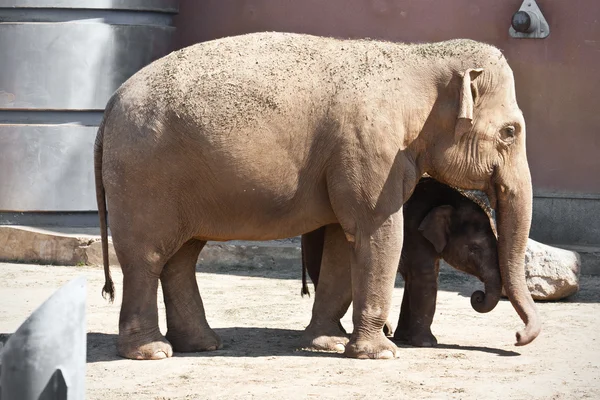 Elefant — Stockfoto