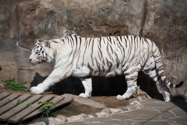 Tigre blanco — Foto de Stock