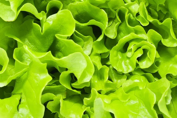 Lettuce — Stock Photo, Image