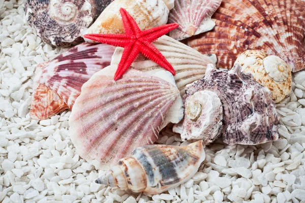 Seashells — Stock Photo, Image