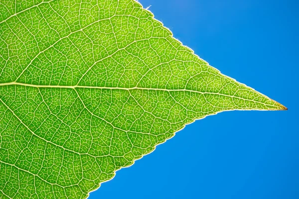 Green leaf Stock Picture
