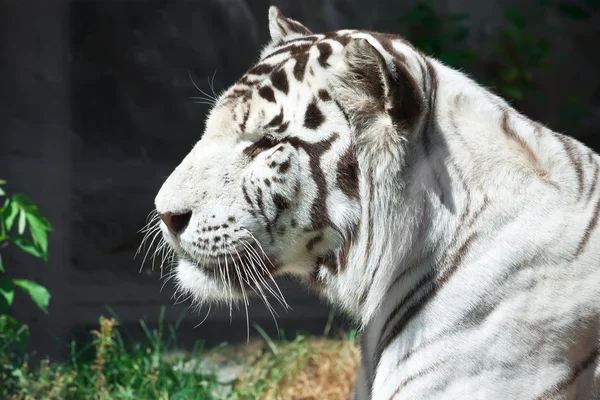 White Tiger Stock Image