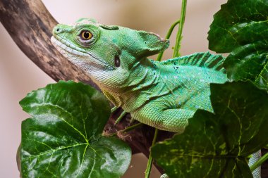 tüylü basilisk