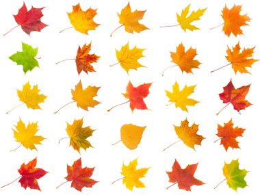 akçaağaç yaprakları