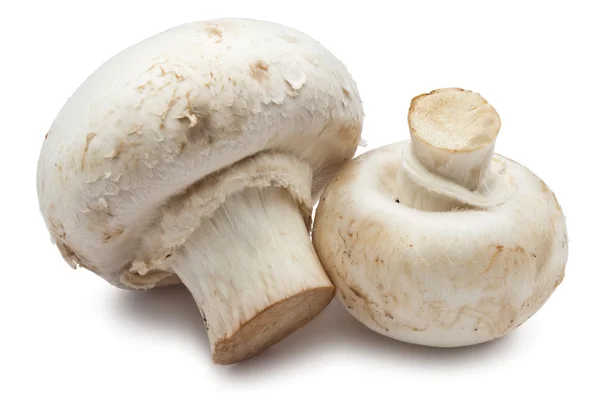 Champignon mushrooms — Stock Photo, Image