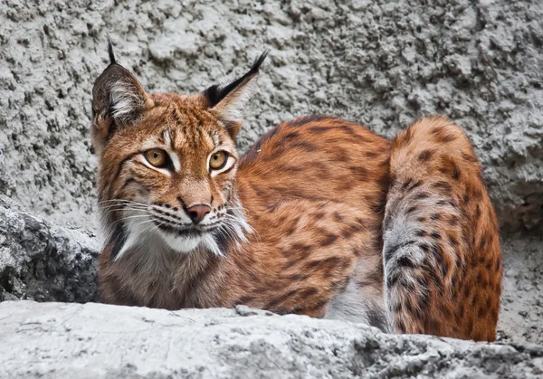 Lynx — Stock fotografie