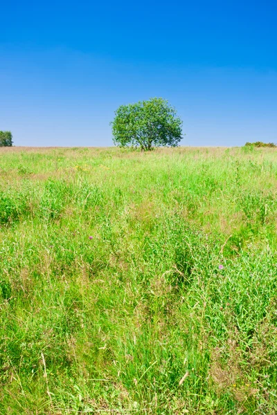 Boom en veld — Stockfoto