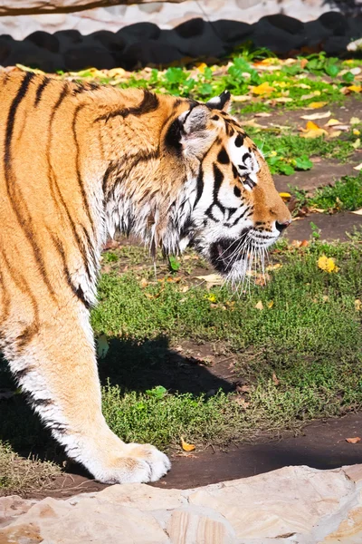 Tiger — Stockfoto