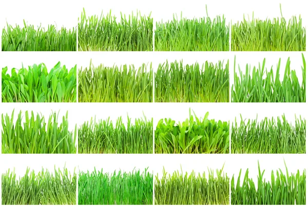 Green grass — Stock Photo, Image