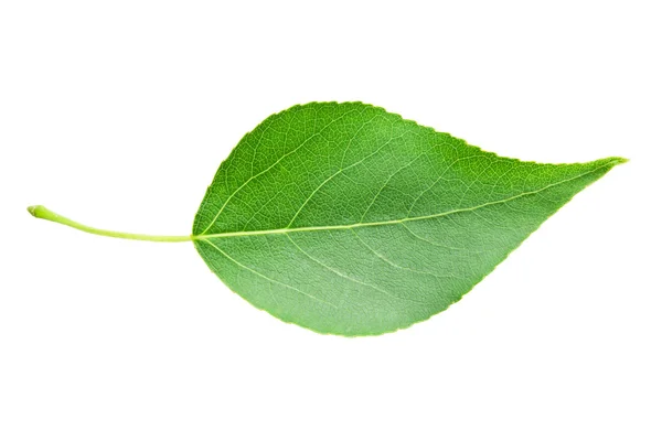 Green leaf — Stock Photo, Image