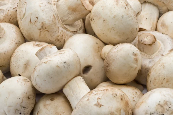 Champignon mushrooms Stock Image