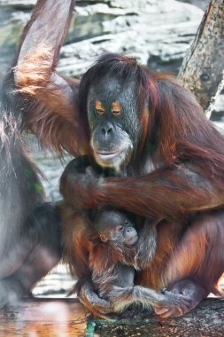 Orangutan clipart