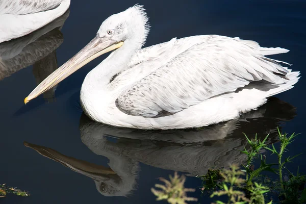 Pelikán — Stock fotografie